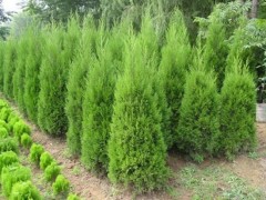 泰安市绿化种植苗木主材采购项目竞争性磋商公告